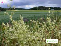 Attēlu rezultāti vaicājumam “Galium schultesii fruit”