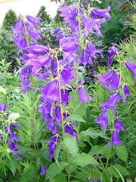 Attēlu rezultāti vaicājumam “Campanula latifolia leaf”