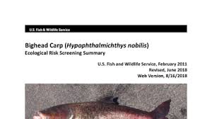 Image result for Hypophthalmichthys nobilis