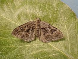 Attēlu rezultāti vaicājumam “Xanthorhoe quadrifasiata”