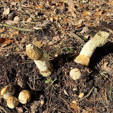 Attēlu rezultāti vaicājumam “Phallus impudicus”