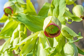 Image result for Helleborus foetidus