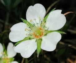 Attēlu rezultāti vaicājumam “Potentilla alba”