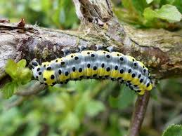 Attēlu rezultāti vaicājumam “Diloba caeruleocephala”