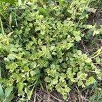 Attēlu rezultāti vaicājumam “Veronica agrestis leaf”