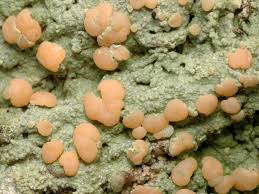 Attēlu rezultāti vaicājumam “Icmadophila ericetorum”