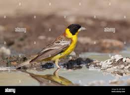 Image result for Emberiza melanocephala