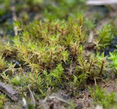 Attēlu rezultāti vaicājumam “Bryum rubens”