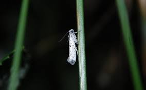 Attēlu rezultāti vaicājumam “Yponomeuta plumbella”