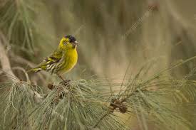 Attēlu rezultāti vaicājumam “Carduelis spinus”
