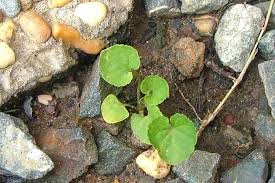 Attēlu rezultāti vaicājumam “Viola odorata bud”