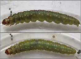 Attēlu rezultāti vaicājumam “Lozotaenia forsterana”