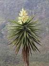Flor De Izote En Dibujo