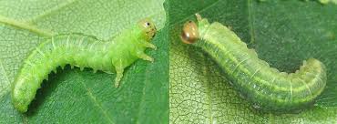 Attēlu rezultāti vaicājumam “Arge ustulata”