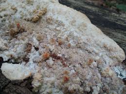 Attēlu rezultāti vaicājumam “Phlebia rufa”