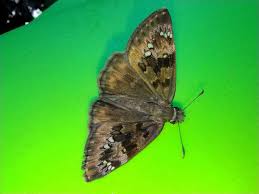 Attēlu rezultāti vaicājumam “Cataclysta lemnata”