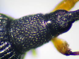 Attēlu rezultāti vaicājumam “Protapion sp.”