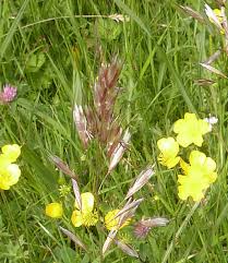 Attēlu rezultāti vaicājumam “Helictotrichon pratense leaf”