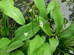 Attēlu rezultāti vaicājumam “Alisma plantago-aquatica fruit”