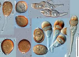 Attēlu rezultāti vaicājumam “Puccinia urticata”