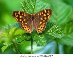 Attēlu rezultāti vaicājumam “Pararge aegeria”