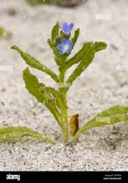 Attēlu rezultāti vaicājumam “Anchusa arvensis”