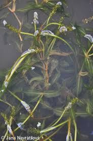 Attēlu rezultāti vaicājumam “Potamogeton praelongus”