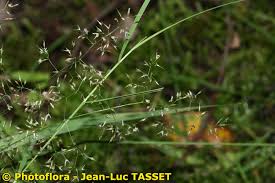 Attēlu rezultāti vaicājumam “Agrostis canina”