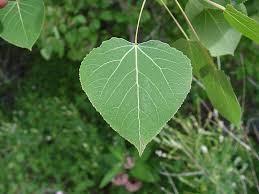 Attēlu rezultāti vaicājumam “Populus tremula leaf”