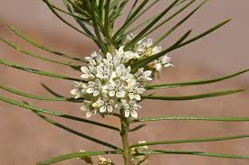 Attēlu rezultāti vaicājumam “Linaria loeselii leaf”