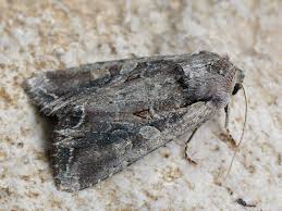 Attēlu rezultāti vaicājumam “Lacanobia suasa”