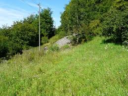 Attēlu rezultāti vaicājumam “Craniophora ligustri larva”