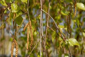 Attēlu rezultāti vaicājumam “Betula pendula Youngii”