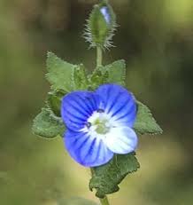 Attēlu rezultāti vaicājumam “Veronica persica flower”