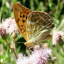 Attēlu rezultāti vaicājumam “Argynnis paphia underside”