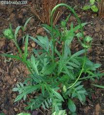 Image result for Knautia arvensis