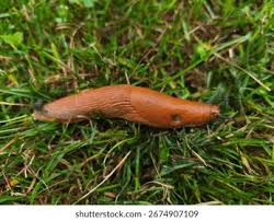 Attēlu rezultāti vaicājumam “Arion lusitanicus adult”