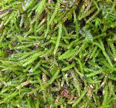 Attēlu rezultāti vaicājumam “Myurella julacea”