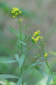 Attēlu rezultāti vaicājumam “Erysimum cheiranthoides leaf”