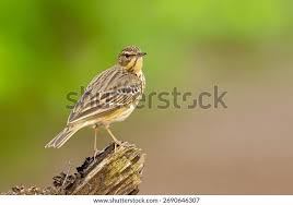 Attēlu rezultāti vaicājumam “Anthus trivialis”