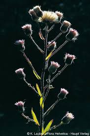 Attēlu rezultāti vaicājumam “Erigeron acris flower”
