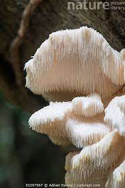 Attēlu rezultāti vaicājumam “Hericium cirrhatum”