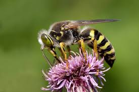 Attēlu rezultāti vaicājumam “Bembix rostrata”