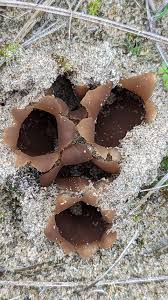 Attēlu rezultāti vaicājumam “Peziza ammophila”