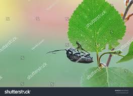 Attēlu rezultāti vaicājumam “Oxymirus cursor female”