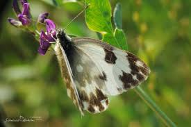 Attēlu rezultāti vaicājumam “Pontia edusa”