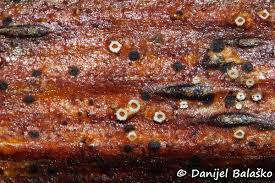 Attēlu rezultāti vaicājumam “Stictis”