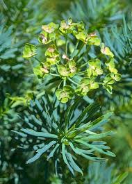 Attēlu rezultāti vaicājumam “Euphorbia cyparissias fruit”