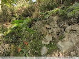 Attēlu rezultāti vaicājumam “Isopaches bicrenatus”