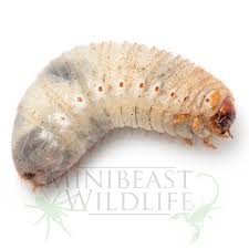 Attēlu rezultāti vaicājumam “Pyrochroidae larva”